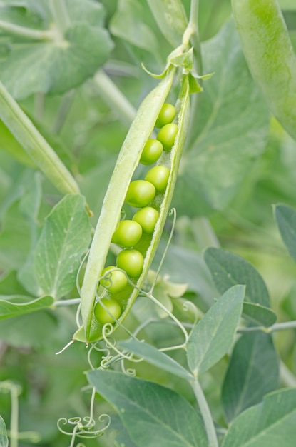 Premium Photo | Mature pods of peas growing in garden