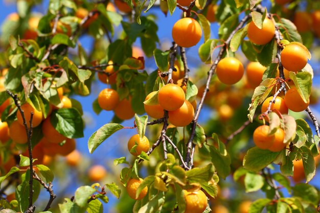 Premium Photo | Mature yellow plums hanging on a tree branch among the ...