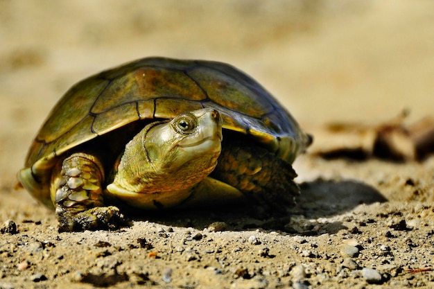 Premium Photo | Mauremys leprosa the leprous galapagus is a species of ...