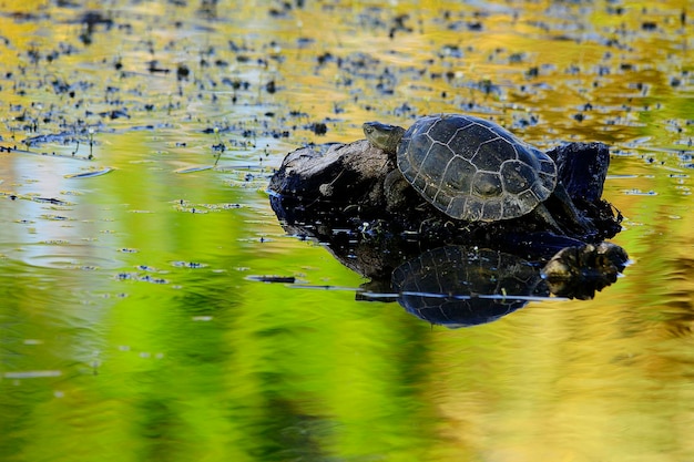 Premium Photo | Mauremys leprosa - the leprous pond turtle is a species ...