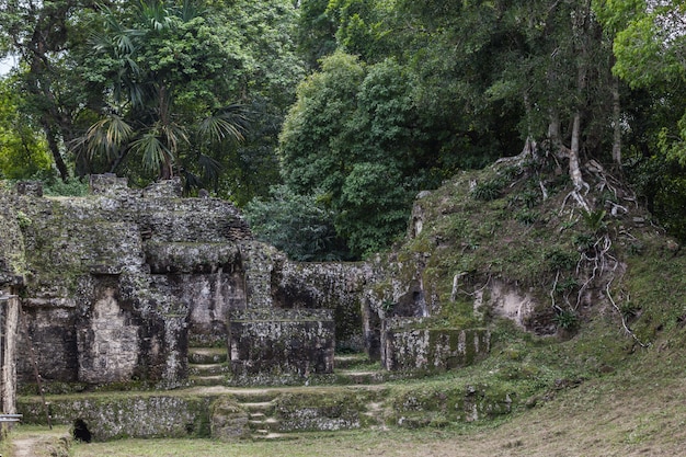 ティカル国立公園の緑の熱帯雨林のマヤ寺院のピラミッドの考古学的発掘 プレミアム写真