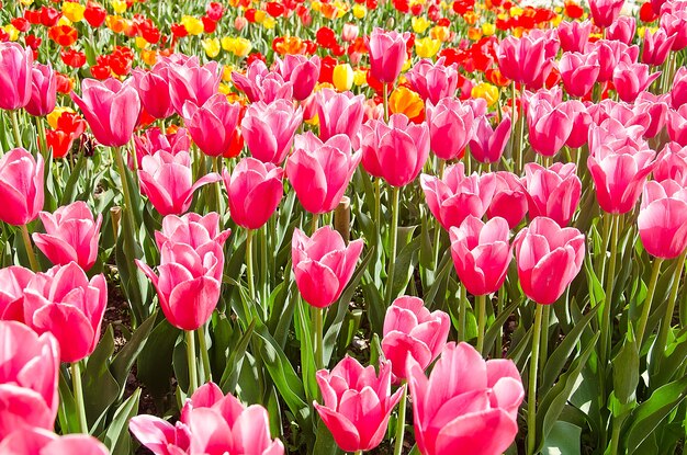 Premium Photo | Meadow colored tulips