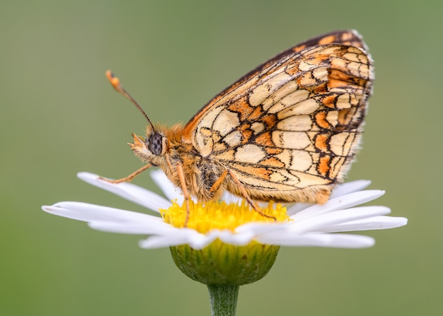 Premium Photo | The meadow fritillary (melitaea parthenoides)