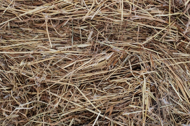 Premium Photo | Meadow hay with snow