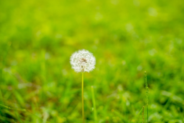 タンポポと暖かい日光の草原 自然の白い花が咲くタンポポ 背景白いふわふわタンポポの美しい咲くブッシュ タンポポのフィールド 種子の白いボールと花 プレミアム写真