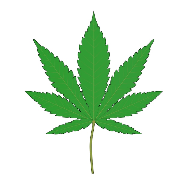 Premium Photo | Medical marijuana or cannabis hemp leaf in sketch and ...