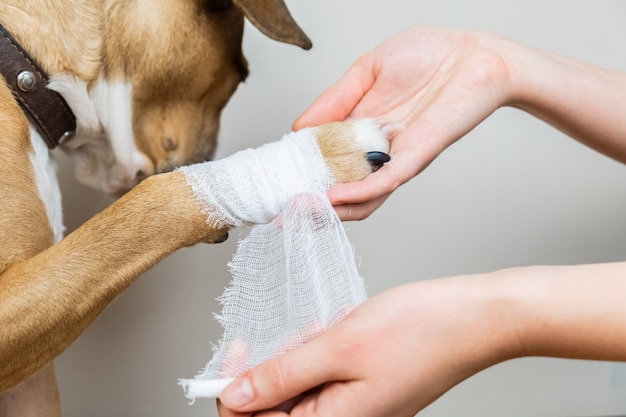 How to bandage dog paw