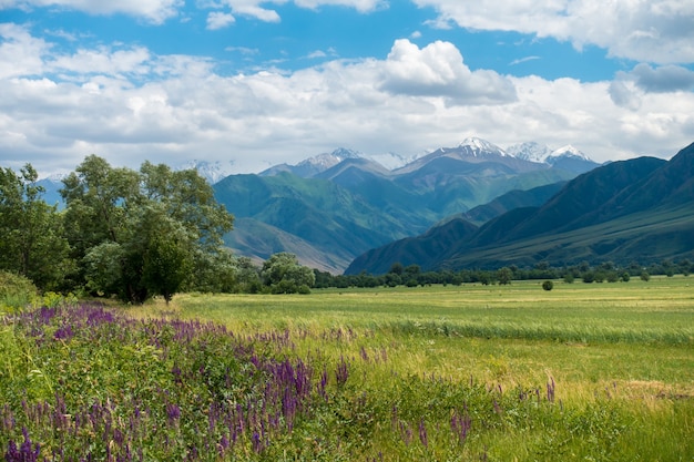 Горчичное поле в цвету фото