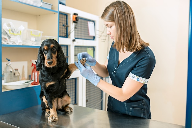 Free Photo | The medicine, pet care and people concept - dog and  veterinarian doctor at vet clinic