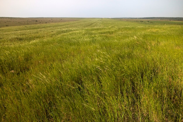 Premium Photo | Mediterranean native vegetation