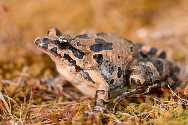 Premium Photo | Mediterranean painted frog (discoglossus pictus)