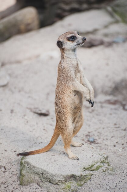 ミーアキャットスルケイトまたはsuricata Suricatta マングース科に属する小さな肉食動物 ハーペスト科 アフリカ原産のかわいい動物 プレミアム写真