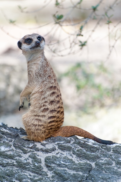 ミーアキャットスルケイトまたはsuricata Suricatta マングース科に属する小さな肉食動物 ハーペスト科 アフリカ原産のかわいい動物 プレミアム写真