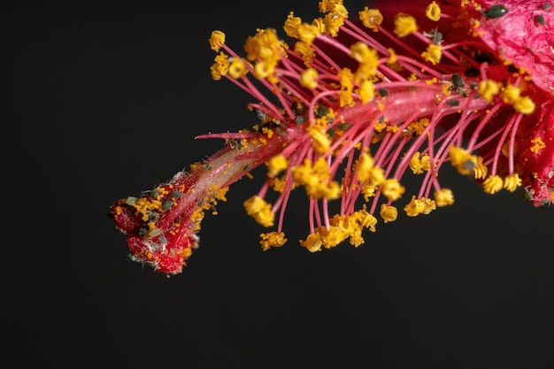 ハイビスカス植物のワタアブラムシ種のメロンアブラムシ昆虫 プレミアム写真