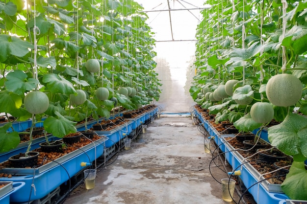 Melon Fruit Farm In The Countryside 