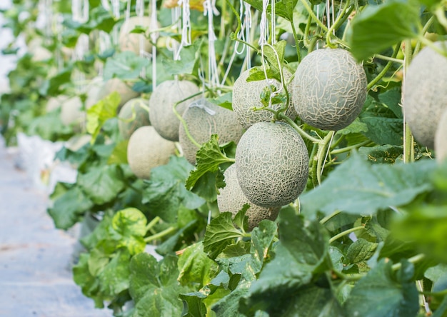 Premium Photo | Melon growing in a greenhouse