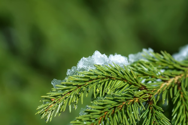 Premium Photo | Melting snow on the green prickly fir tree branches ...