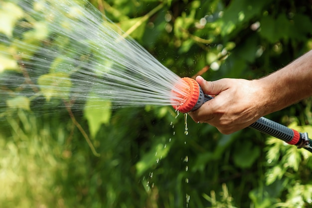 Premium Photo | Men's hand with garden hose watering plants