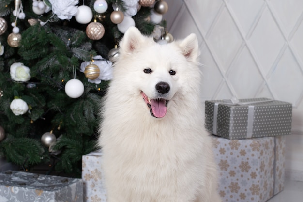 samoyed christmas