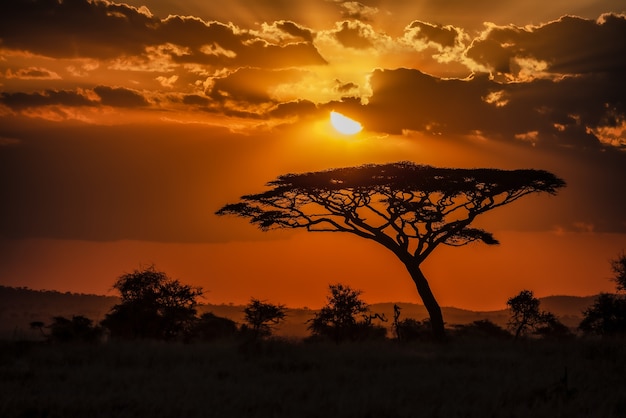 Free Photo | Mesmerizing view of the silhouette of a tree in the ...