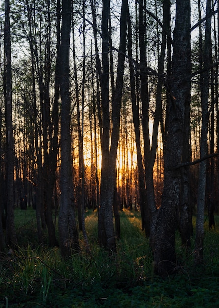 Free Photo | Mesmerizing View Of The Tall Trees And The Grass In The ...