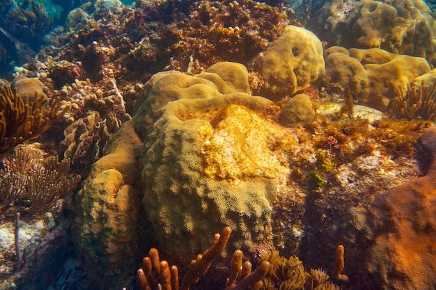 Premium Photo | Mesoamerican barrier great mayan reef