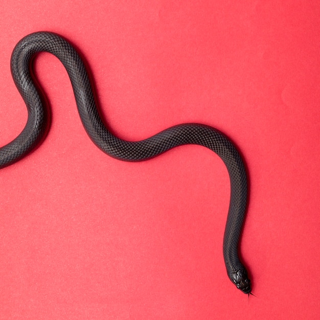 Premium Photo The Mexican Black Kingsnake Is Part Of The Larger Colubrid Family Of Snakes And A Subspecies Of The Common Kingsnake