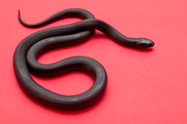 Premium Photo The Mexican Black Kingsnake Is Part Of The Larger Colubrid Family Of Snakes And A Subspecies Of The Common Kingsnake