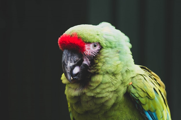 Download Premium Photo Mexican Red Headed Tropical Parrot On A Brunch Zoo Birds Colorful Exotic Birds