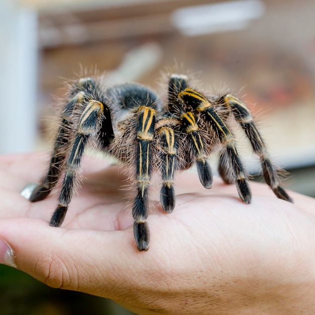 メキシカンレッドニータランチュラ Brachypelma Smithi 人間の手で蜘蛛の雌 プレミアム写真