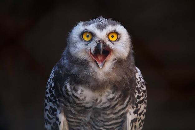 Micrathene whitneyi, the owl owl or dwarf owl with his mouth open while ...