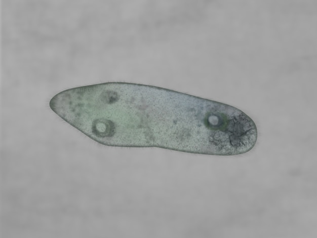 Mikroskopicheskij Obzor Paramecium Premium Foto