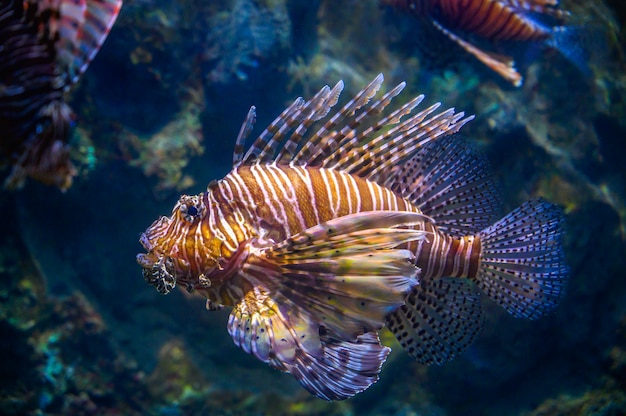 Premium Photo | Miles lionfish swimming in coral under the sea