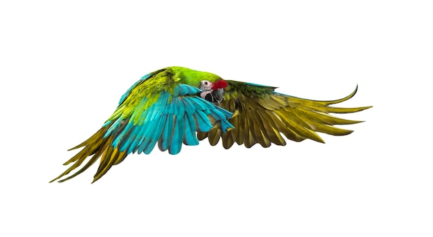 klassisk Krudt Immunitet Premium Photo | Military macaw, ara militaris, flying, isolated on white