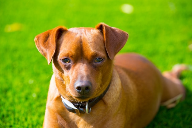 Premium Photo Mini Pinscher Brown Dog Portrait Laying In Lawn