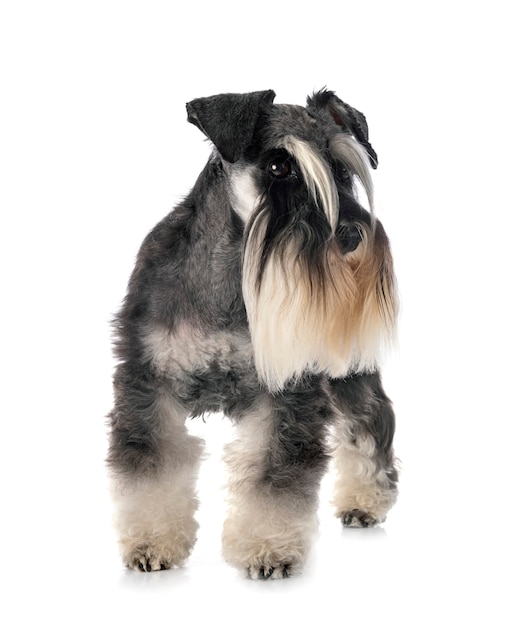 Premium Photo | Miniature schnauzer in front on white isolated