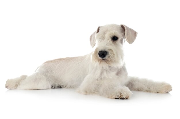 Miniature Schnauzer Free Vectors Stock Photos Psd