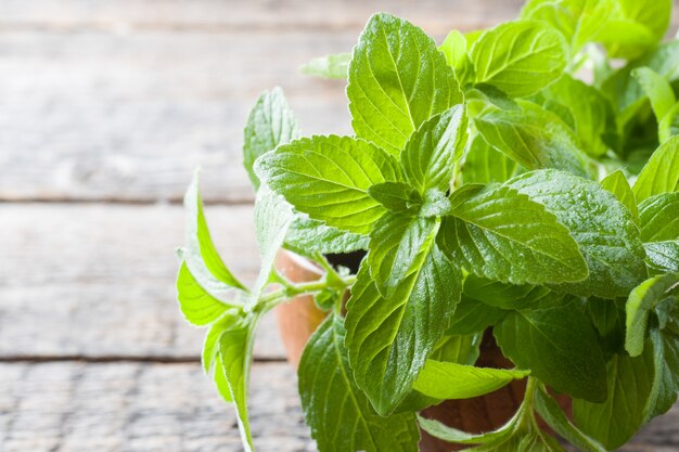 Premium Photo | Mint fresh with dew drops on wooden background ...