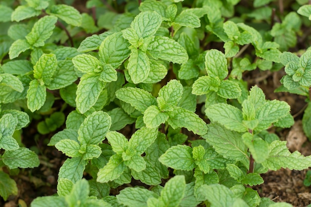 ミントの葉の背景 グランドカバー植物タイプとして強い歯と新鮮なツタの芳香特性を持つミントリーフグリーン植物 Mentha Cordifolia Opiz プレミアム写真