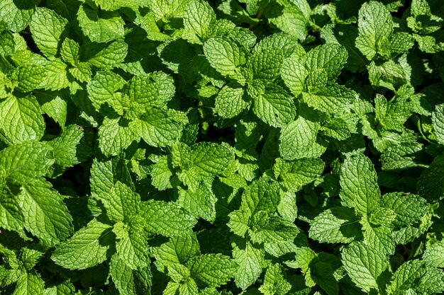 Premium Photo | Mint leaves plantation