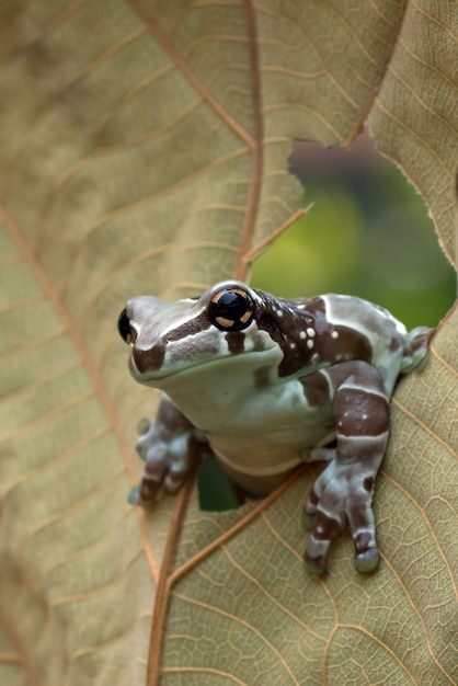 Premium Photo | Mission golden-eyed tree frog perched on a leaf