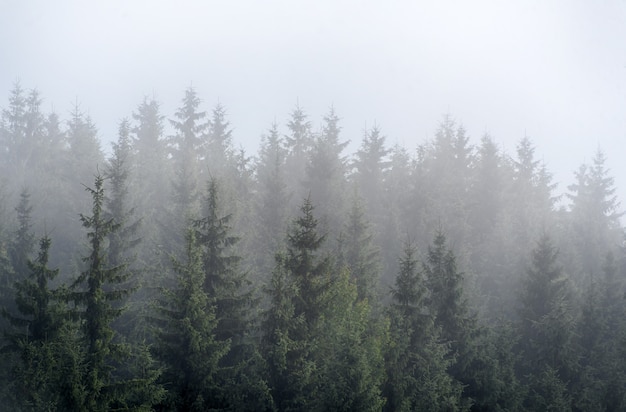 Misty fog in pine forest on mountain slopes | Premium Photo