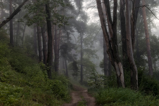 Premium Photo Misty Forest Landscape With Tall Trees And Vegetation