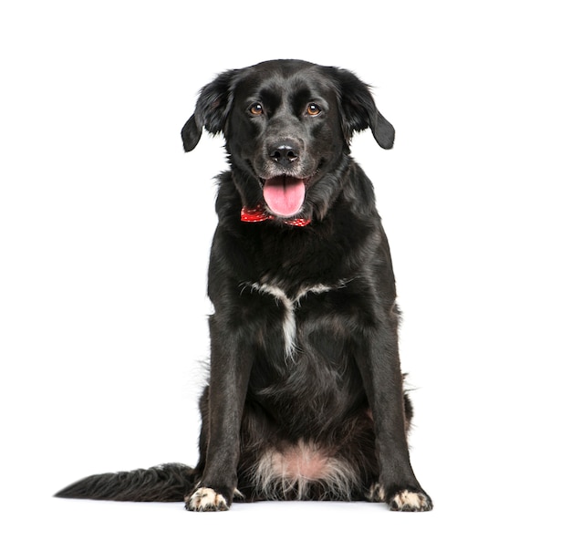 Premium Photo | Mixed-breed dog, 3 years old, sitting in front of white ...