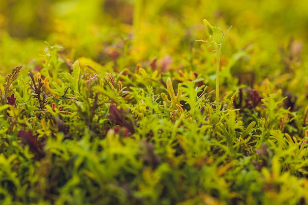 Mizuna microgreen japanese mustard on a blurred background selective focus top view Premium Photo