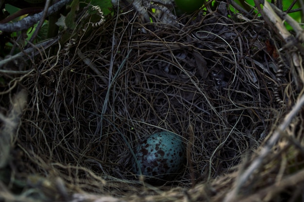 Download Mockingbird egg | Free Photo