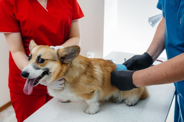 Premium Photo | In a modern veterinary clinic, a thoroughbred corgi dog ...