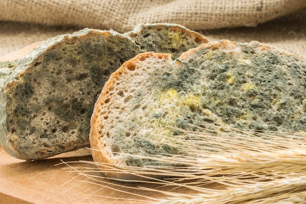 What Causes Green Mold On Bread