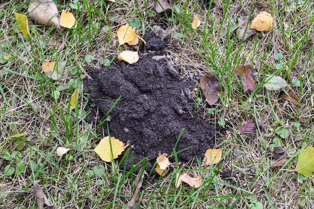 Premium Photo | Molehill in the autumn garden, closeup