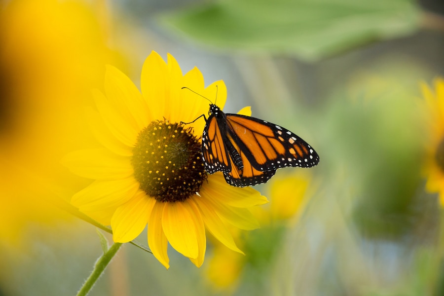 Premium Photo | Monarch butterfly in sunflower field